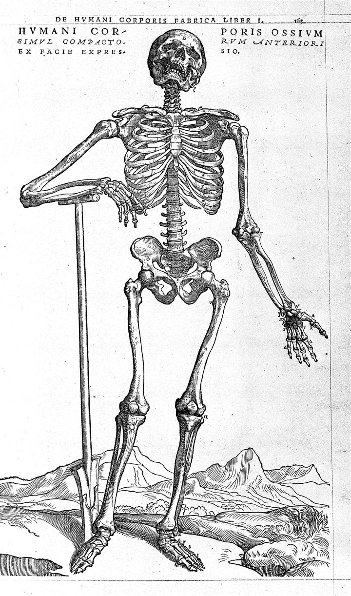 Historischer Kupferstich eines Skeletts aus Andreas Vesalius' Buch 'De humani corporis fabrica' von 1543, mit lateinischer Bildunterschrift am unteren Rand